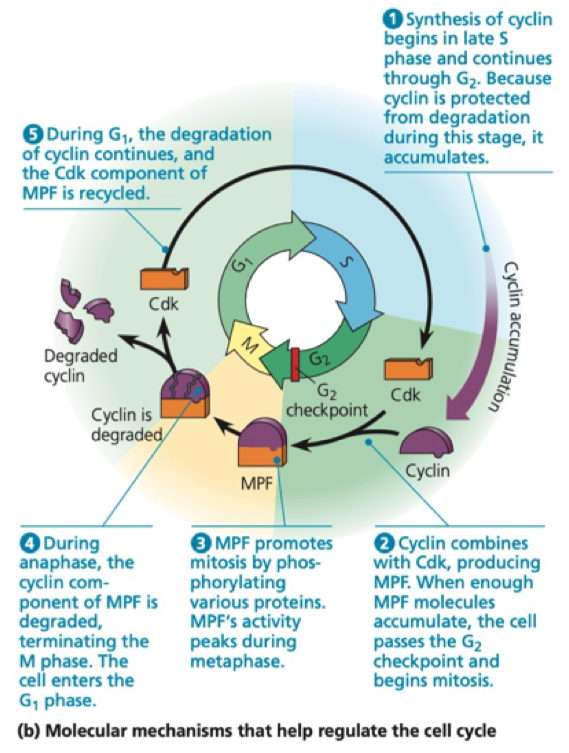 <p>Cyclin dependent kinase A kinase that can phosphorylate targets Requires cyclin to function (only active when bound to cyclin) Can only phosphorylate specific consensus motifs on targets Levels maintained the same throughout the cycle</p>