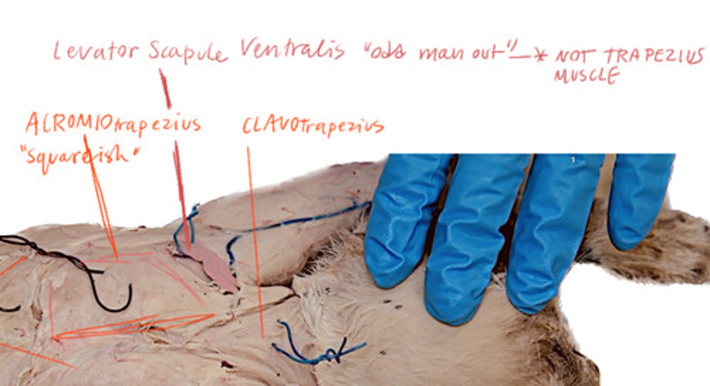 <p>Between the Clavotrapezius and the Acromiotrapezius</p>