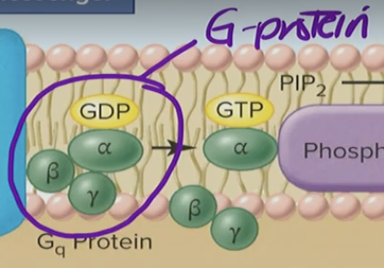 <p>G-Protein</p>