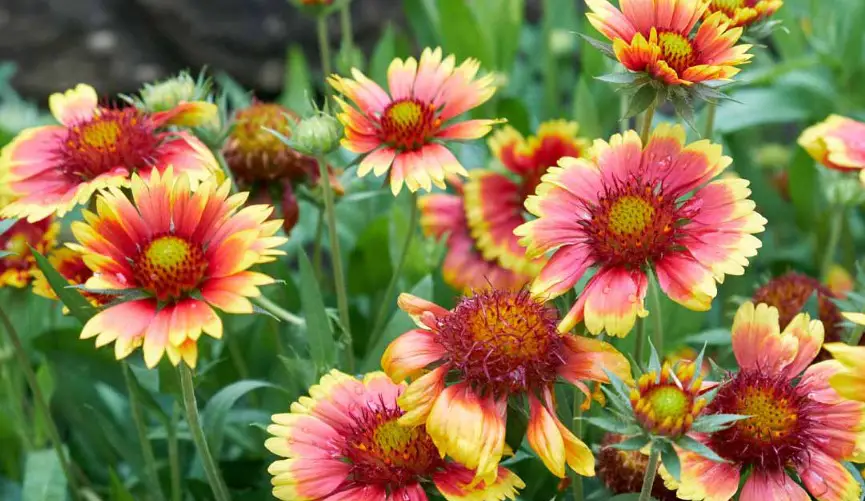 <p>blanket flower</p>