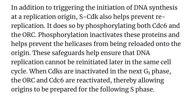 <p>DNA replication is triggered by S-Cdk activity</p><p>During G1 </p><p>Cdc6, ORC and helicases bind to origins of replication </p><p>Active S-Cdk phosphorylates all three:</p><ul><li><p>tagging Cdc-6 for degradation- by phosphorylating cdc-6 it blocks re-replication → preventing the initiation of DNA replication, wont recruit helicase to location </p></li><li><p>inactivating ORC- blocks re-replication - cant bind another cdc 6</p></li><li><p>Activates the helicases by phosphorylation this allows them to interact with DNA polymerase </p></li></ul><p></p><p></p>