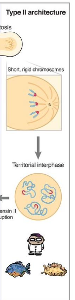 <p>hi-C defines species-specific chromosome architectures</p><p>condensin II defined territories</p><p>condensin II KO → rabl-like config after mitosis</p><p></p>