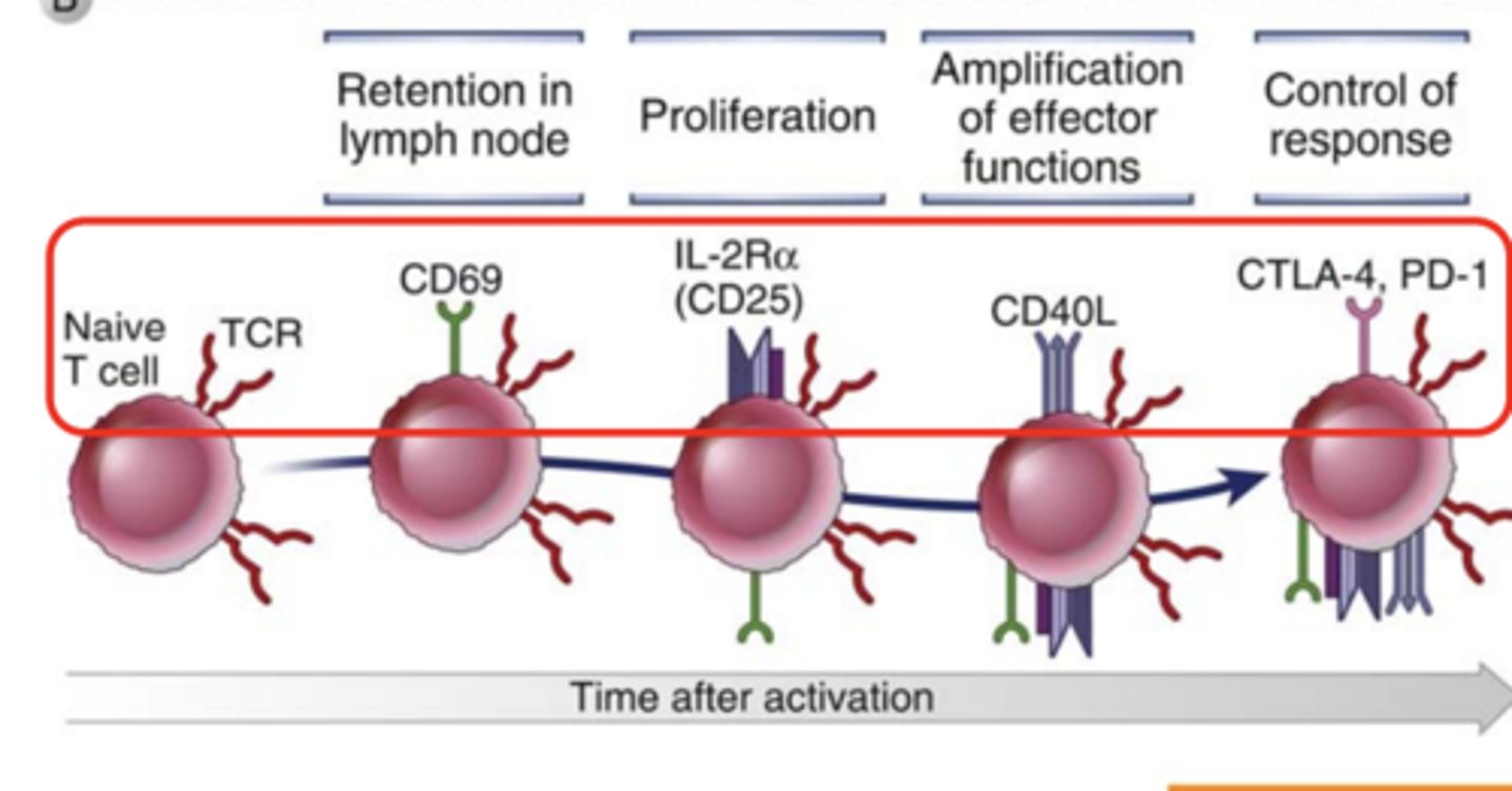 <p>an <strong>early</strong> activation marker expressed in hematopoietic stem cells, T cells, and many other cell types in the immune system</p>