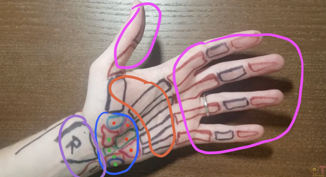 <p>2; radius and ulna; radius (“Radius is rad” —&gt; thumbs up) </p>