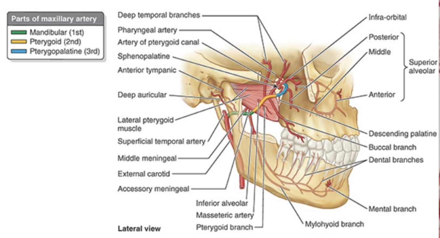 <p>mandibular (first) - posterior to lateral pterygoid</p><p>pterygoid (second) - adjacent to lateral pterygoid</p><p>pterygopalatine (third) - anterior to lateral pterygoid </p>