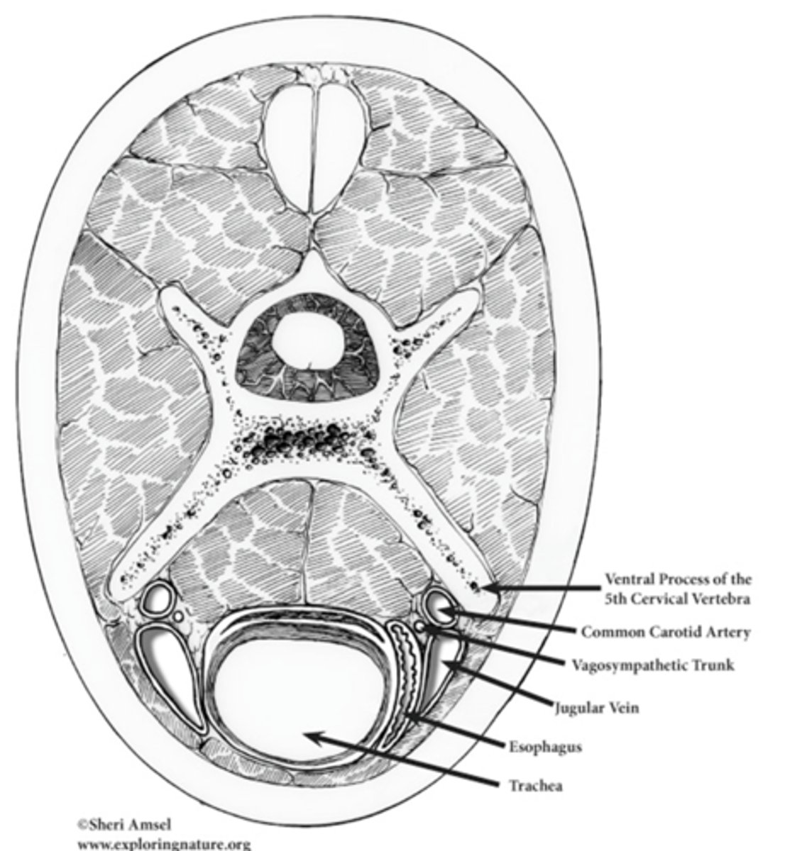<p>What are the considerations of the camel and their anatomy?</p>