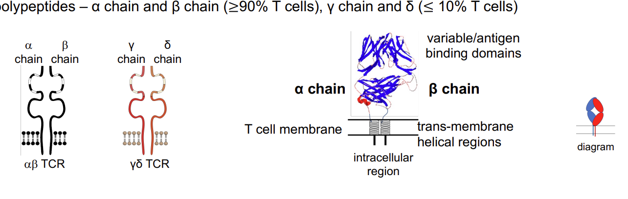 <p>All T cells express a cell surface (membrane bound) <strong>anti<u>gen</u> receptor (TCR)</strong> formed by <mark data-color="#cfe3ff" style="background-color: rgb(207, 227, 255); color: inherit;">2polypeptides – α chain and β chain</mark> (≥90% T cells), γ chain and δ (≤ 10% T cells)</p><p>Each T cell has receptor of <strong>unique specificity.</strong></p><p></p>