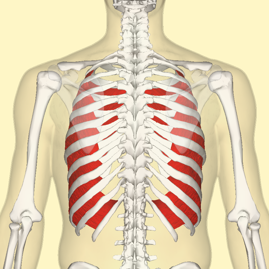<p><span>intercostalmuskler</span></p>