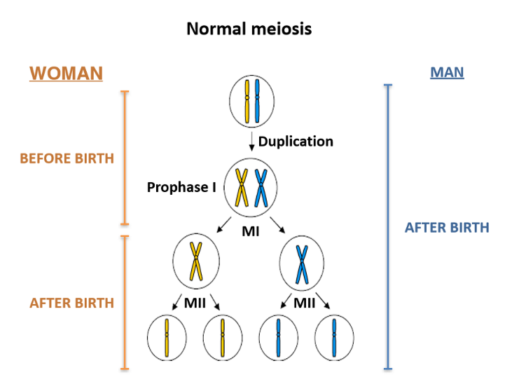 <p>Verdadero</p><p>Se debe a una diferencia en el proceso meiótico. La meiosis en hombres empieza después de la pubertad y continúa durante toda la vida, mientras que en mujeres empieza en el embarazo, se queda en la profase I y no continúa hasta la ovulación. </p><p>Este intervalo tan grande puede ocasionar problemas al separar el complejo sinaptonémico, ya que lleva formado mucho más tiempo.</p>