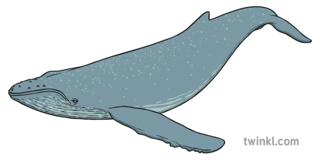 <p>a word that describes a noun or pronoun, coming before or after. example: <strong>blue </strong>whale </p>