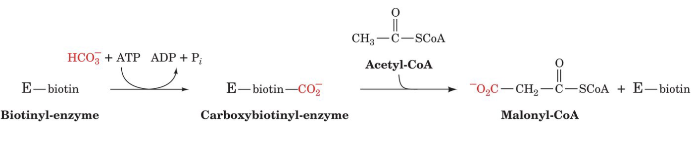 <p>carbon sources</p><ul><li><p>CO2 (1C)</p></li><li><p>acetyl-CoA (2C)</p></li></ul>