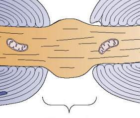 <p>small points along the axon where there’s no myelination and importantly, they have a high density of VGNa+ channels</p>