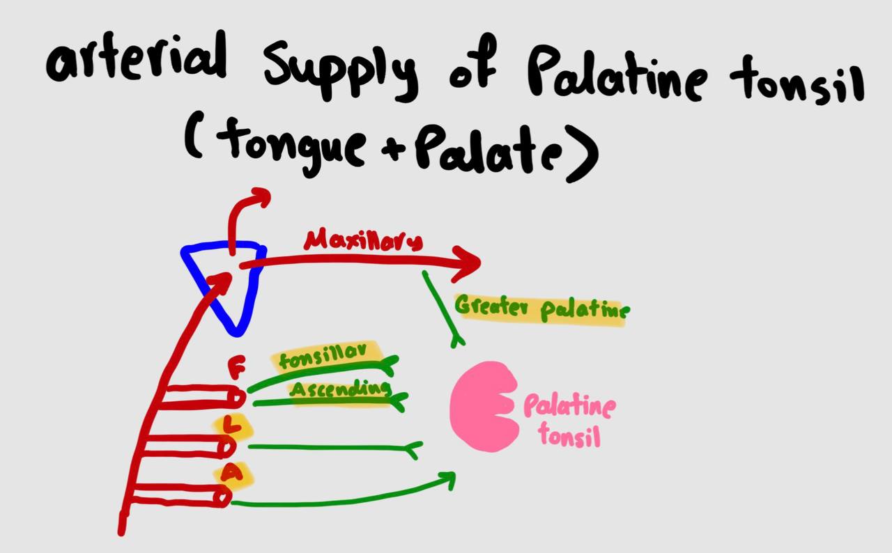 <ol><li><p><span style="color: yellow;">Tonsillar artery </span>(from facial artery) — enter from lateral wall by piercing the tonsillar bed (superior constrictor muscle) </p></li><li><p>Ascending palatine artery (from facial artery);</p></li><li><p>Lingual artery (from ECA); </p></li><li><p>Ascending pharyngeal artery (from ECA); </p></li><li><p>Greater palatine artery (from maxillary artery)</p></li></ol><p></p>