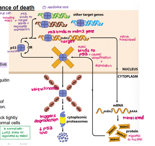 <p>Mdm2 (negative regulator of TP53) <strong>BUT </strong>TP53 also regulates Mdm2 in a <strong>negative feedback loop</strong></p>