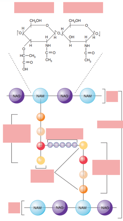 <p>Label the structures and identify what part of the bacterial cell is shown</p>
