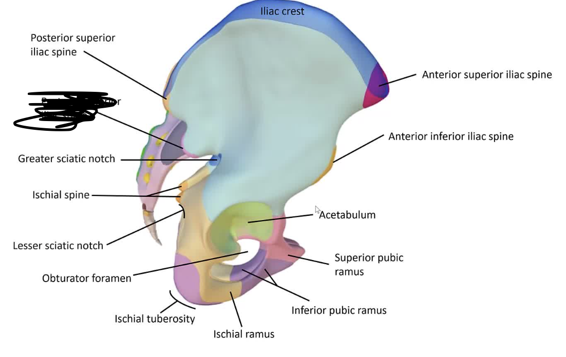 <p>The lower back projection of the iliac bone, situated below the posterior superior iliac spine.</p>
