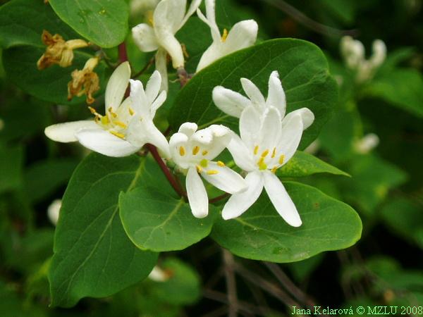<p><span><em>Lonicera tatarica</em></span></p>