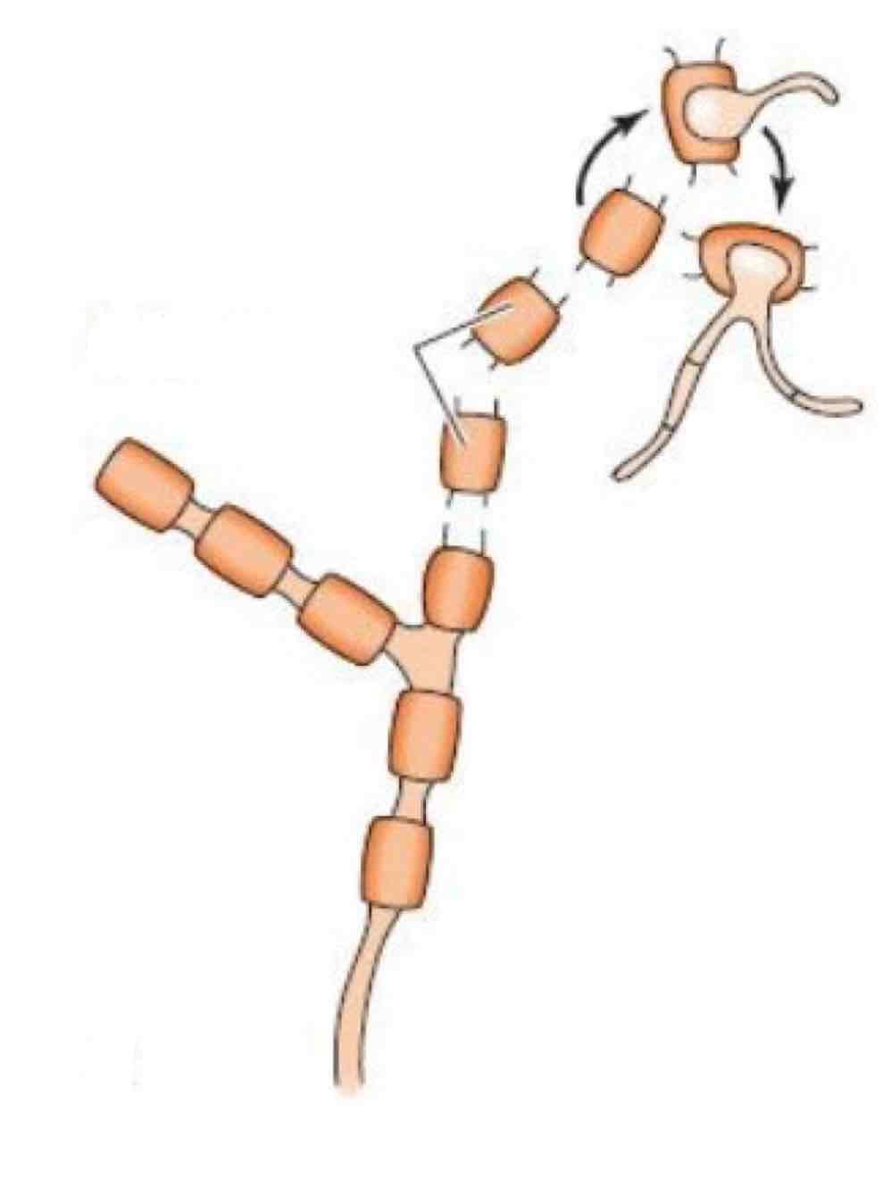 <p>Name the spore and its structures:</p>