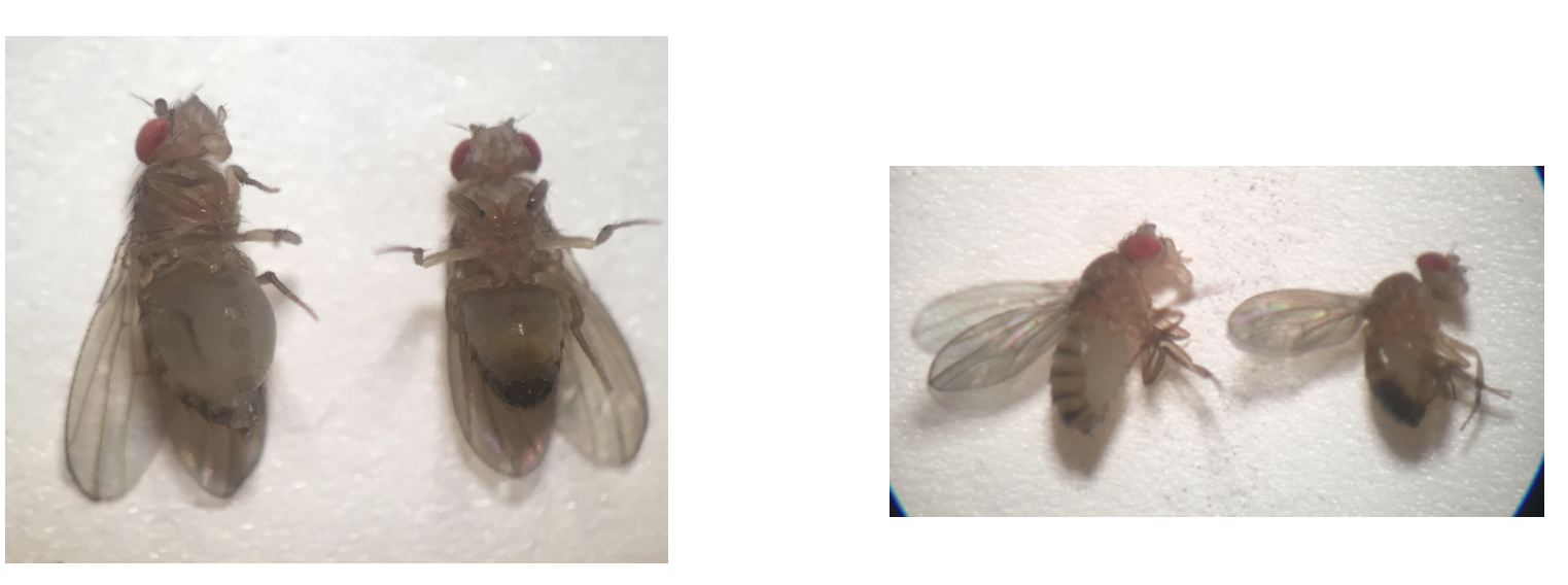 <p>What is the gender of the flys shown on the right of each image?</p>