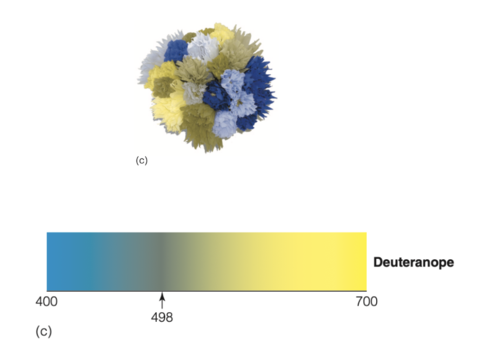 affects about 1% of males and .01% of females
they are missing the medium-wavelength pigment. (cant see green)

individuals see short-wavelengths as blue 
neutral point occurs at 498nm
above neutral point, they see yellow