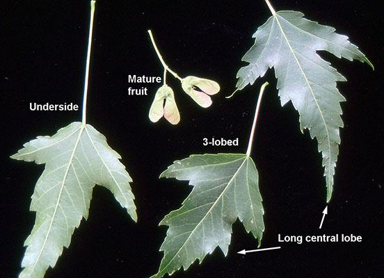 <p><em>Acer tataricum </em>subsp. <em>ginnala</em></p>