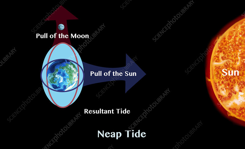 <ul><li><p>where the difference between high and low tide is the smallest</p></li><li><p>caused by the sun and moons opposing gravitational pulls</p></li><li><p>occurs 2 times/month</p></li></ul><p></p>