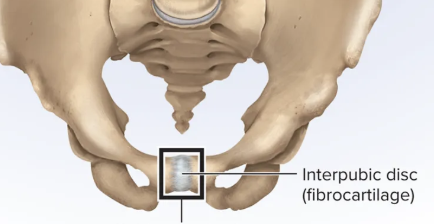 <p>two bones are joined by fibrocartilage</p>
