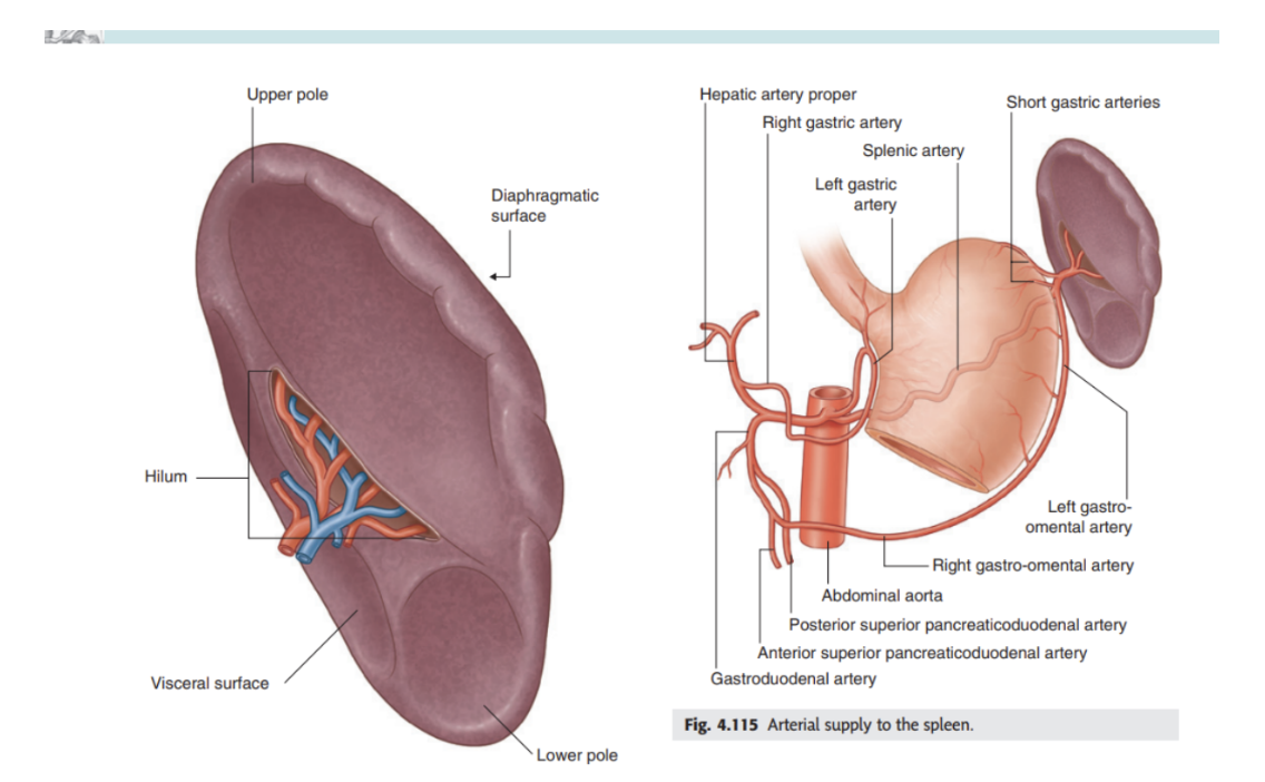 <ul><li><p>intraperitoneal </p></li><li><p>Develops as part of vascular system in the part of the dorsal mesentery suspending the developing stomach from the body wall</p></li><li><p>In the adult, lies against the diaphragm in area of rib 9-10 — thus in upper left quadrant/left hypochondrium of the abdomen</p></li><li><p>Connected to —</p><ul><li><p>Greater curvature of stomach by the gastrosplenic ligament, containing short gastric &amp; gastromental vessels</p></li><li><p>Left kidney by splenorenal ligament, containing the splenic vessels</p></li></ul></li><li><p>Both ligament are part of the greater omentum — spleen is surrounded by visceral peritoneum except around the hilum on its medial surface</p><ul><li><p>Splenic hilum — entry point for splenic vessels, along with occasionally tail of pancreas in this area</p></li></ul></li><li><p>Vascularization —</p><ul><li><p>Arterial supply — the splenic artery from celiac trunk</p></li><li><p>Venous drainage — splenic vein, also receiving blood from inferior mesenteric vein</p></li></ul></li></ul>