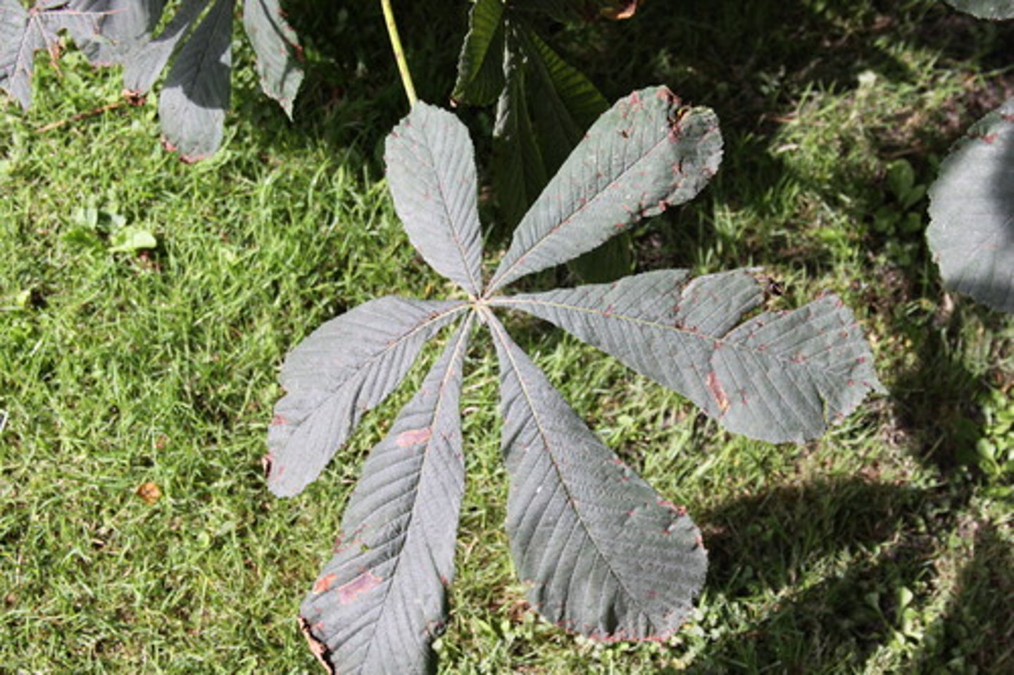 <p>Sapindaceae Aesculus hippocastanum</p>