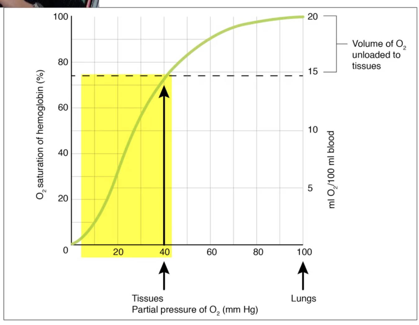 <ul><li><p>For <mark data-color="blue" style="background-color: blue; color: inherit">Oxygen delivery to tissues</mark></p></li><li><p>Even small drops in pO<sub>2</sub> (e.g. if a tissue is a bit more metabolically active) mean more much O<sub>2</sub> will be released by Hb</p></li><li><p>Good for delivering O<sub>2</sub> to tissues as needed</p></li></ul><p></p>
