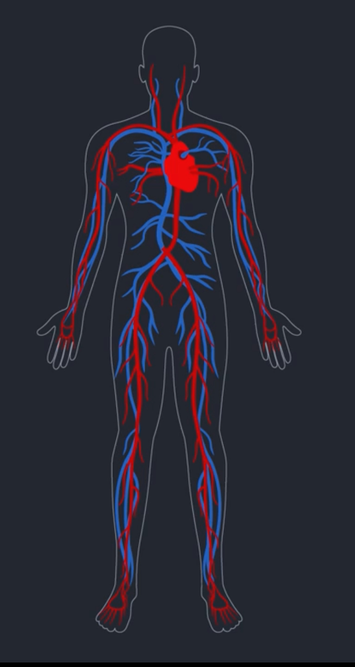 <ul><li><p>What are the functions of the circulatory system?</p></li></ul><p></p>