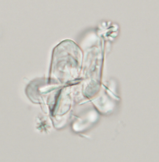 term image