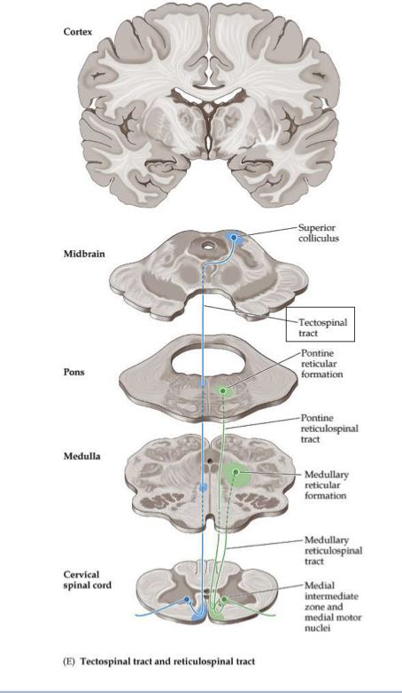 <ul><li><p>Originates in Superior Colliculus</p><ul><li><p>Dorsal Segmental Decussation</p></li><li><p>Medial SC</p></li><li><p>Enters Anterior Horn to Synapse on LMN</p></li></ul></li><li><p>Ends Cervical SC</p></li></ul>