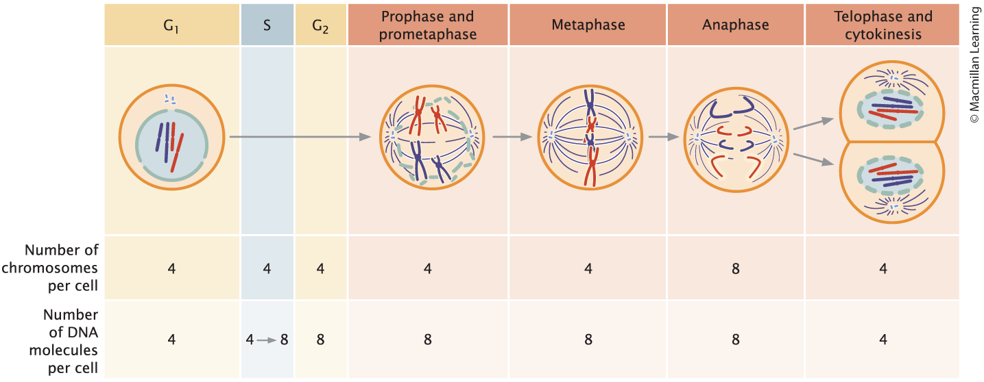 <p>Process of cell division for growth and repair; separation of sister chromatids</p><p>Consequences:</p><ul><li><p>Two genetically identical cells</p></li><li><p>Each cell with approximately have the cytoplasm as the parent</p></li></ul><p></p>