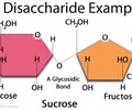 <p><span>A carbohydrate formed from two monosaccharides, such as sucrose (table sugar) and maltose (two glucose monomers).</span></p>