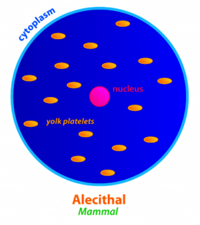 <ul><li><p>small eggs containing yolk (yolk platelets)</p></li><li><p>may be an ancestral chordate condition</p></li><li><p>e.g. Amphioxus and Eutherian mammals (with placenta to nourish their embryo)</p><ul><li><p>humans are alecithal</p></li></ul></li></ul>