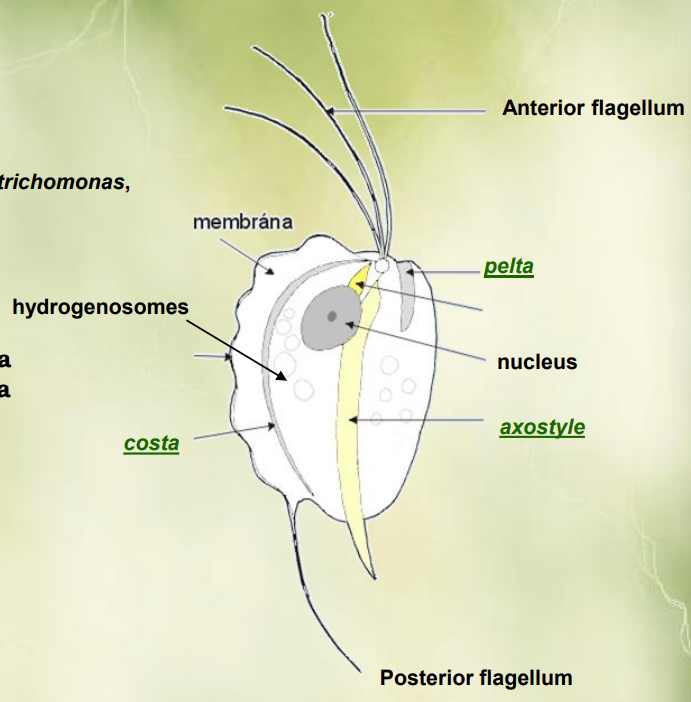 <p>Protozoa - <strong>Trichomonas</strong></p>