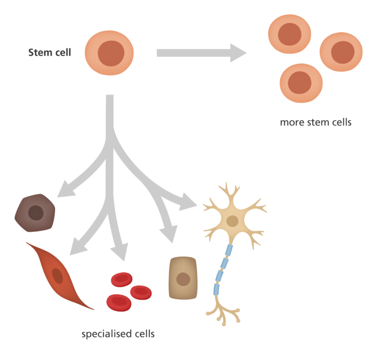 <p>Unspecialized or undifferentiated cells: they have not yet begun to develop into one of the hundreds of cell types that make up the human body type. They can divide over and over again to form the specialized cells, tissues and organs that make up our body.</p>