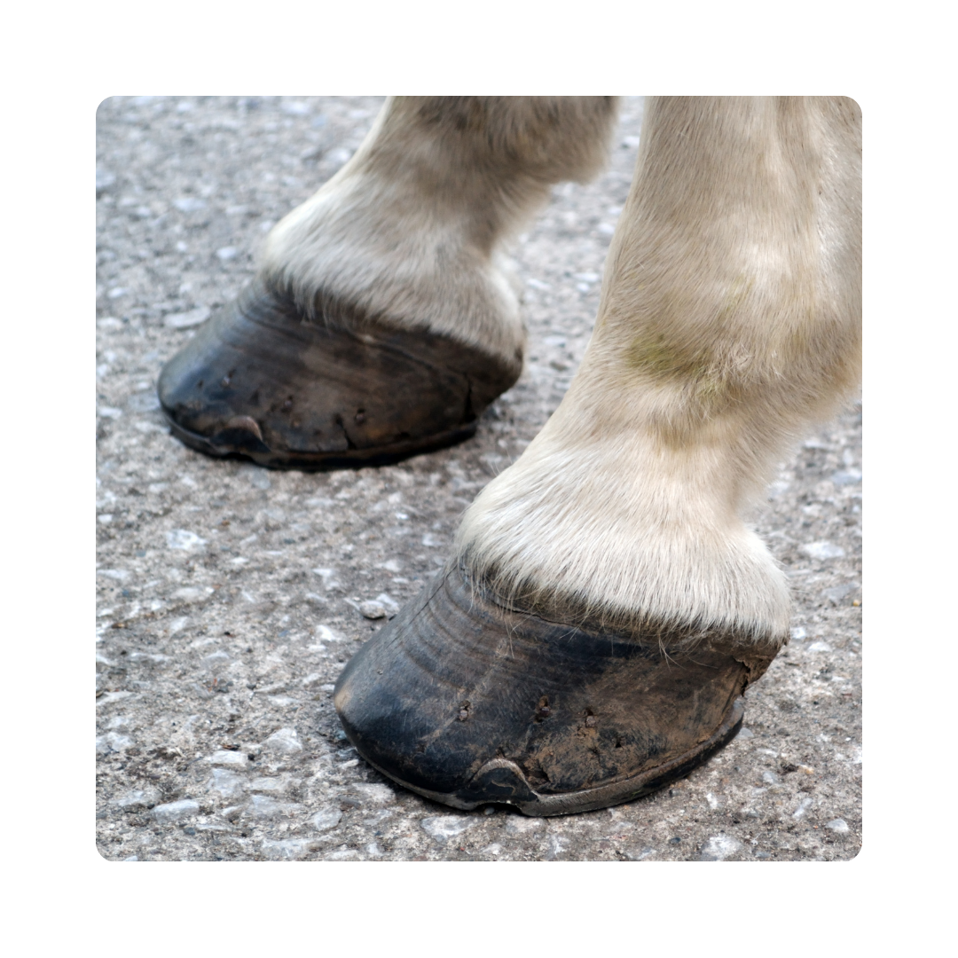 <p>Horses have <strong>hooves</strong> that protect their feet as they run.</p>
