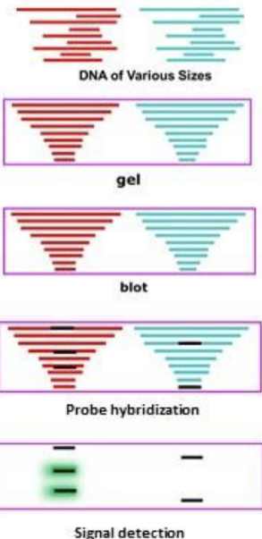 <p>What are the steps to southern blotting</p>