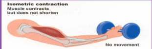 <p>Isometric contraction:</p>