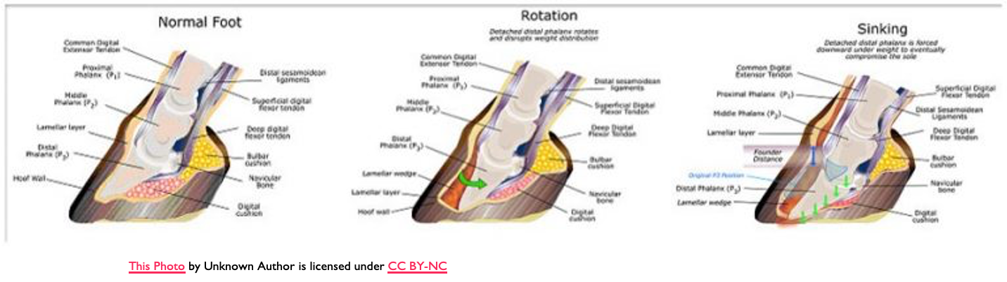 <p>Inflammation of the sensitive lamina within the hoof (between hoof wall and distal phalanx) causing downward rotation of distal phalanx.</p>