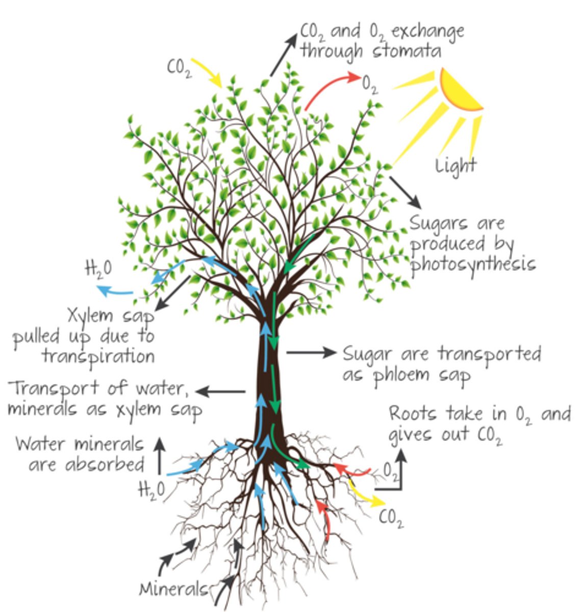 <p>the movement of sucrose and amino acids from the leaves to regions of respiration, growth, and storage through the phloem</p>