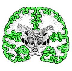 -wrinkled surface of the cerebrum
-part of forebrain