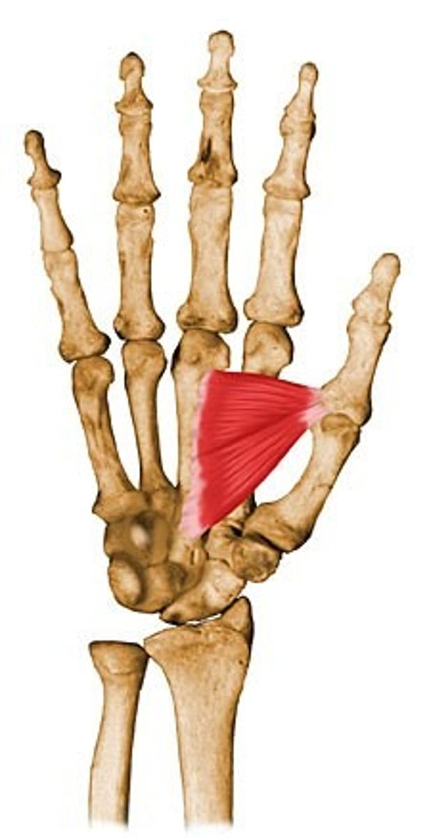 <p>Origin Transverse head: anterior body of the third metacarpal</p><p>Oblique head: bases of the second and the third metacarpals and the adjacent trapezoid and capitate bones</p><p>Insertion medial side of the base of the proximal phalanx of the thumb and the ulnar sesamoid</p><p>Nerve deep branch of the ulnar nerve</p><p>Actions adducts the thumb at the carpometacarpal joint</p><p>Antagonist Abductor pollicis longus muscle, Abductor pollicis brevis muscle</p>