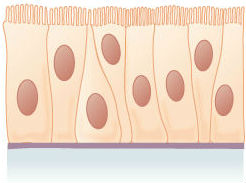 <p><span>This is an example of </span><span style="color: mediumseagreen"><strong>[...]</strong></span><span> epithelial tissue</span></p>