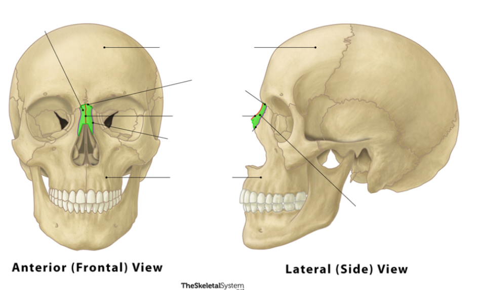 <p>These bones are the ________ bones.</p>