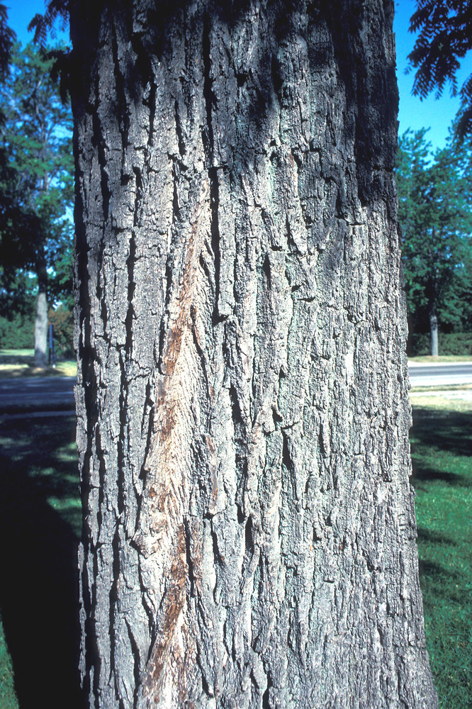 <p>black walnut, Juglans nigra, Juglandaceae</p>