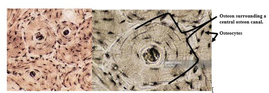 <p>oval-shaped mineralized matrix surrounding a central cavity housing blood vessels and nerves.</p>