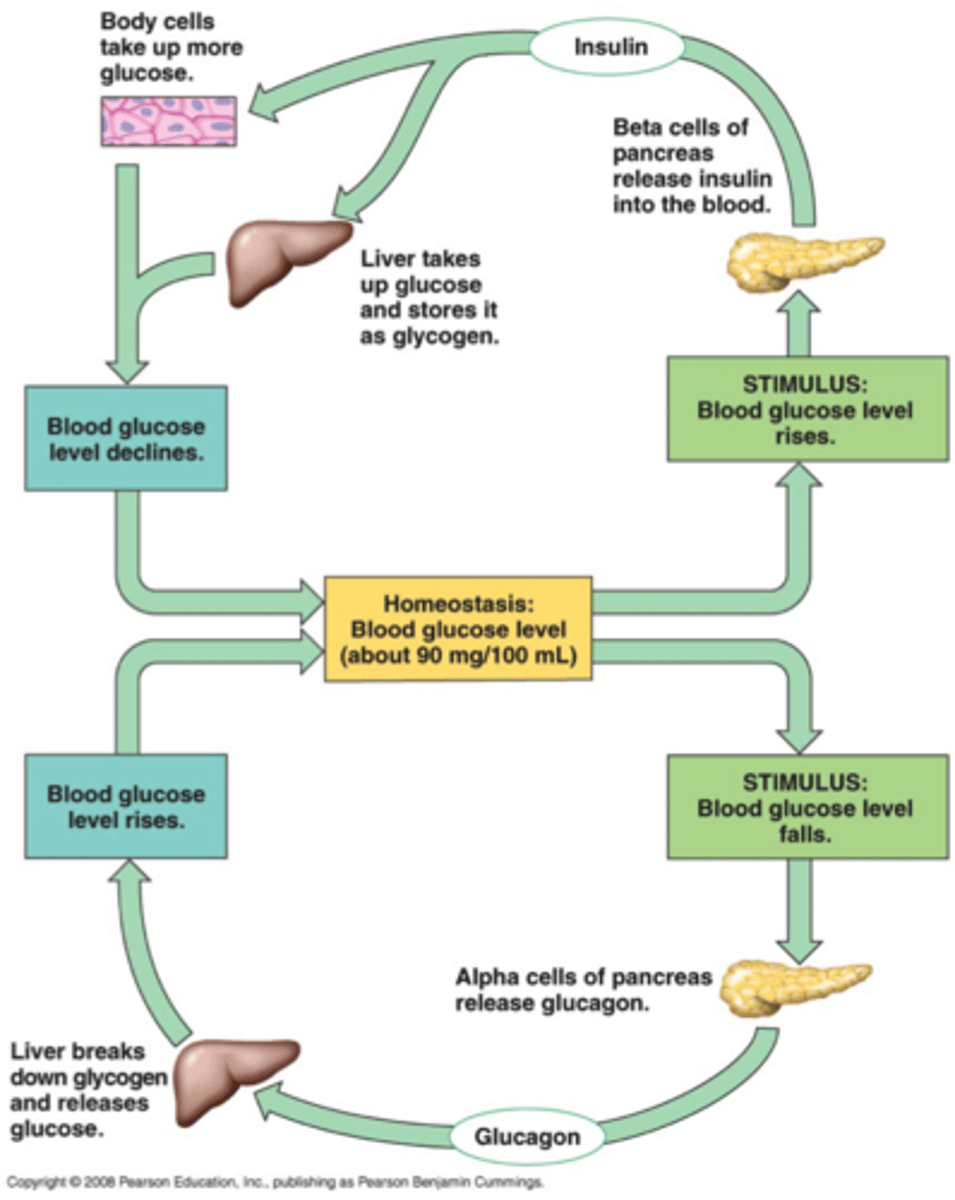 <p>1. low blood glucose-> pancreas alpha cells-> glucagon to liver-> glucose released</p><p>2. high blood glucose-> pancreas beta cells-> insulin to fat cells-> glucose taken in</p>